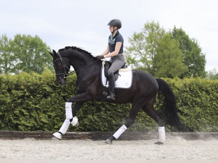 Hannoveraner Wallach 5 Jahre 171 cm Rappe in Tiddische