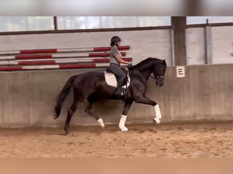 Hannoveraner Wallach 5 Jahre 171 cm Rappe in Verden (Aller)