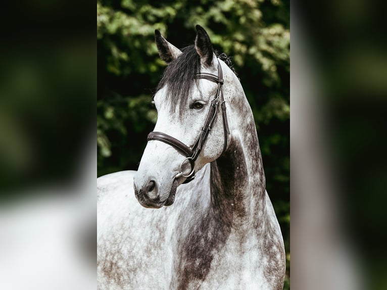 Hannoveraner Wallach 5 Jahre 171 cm Schimmel in Riedstadt