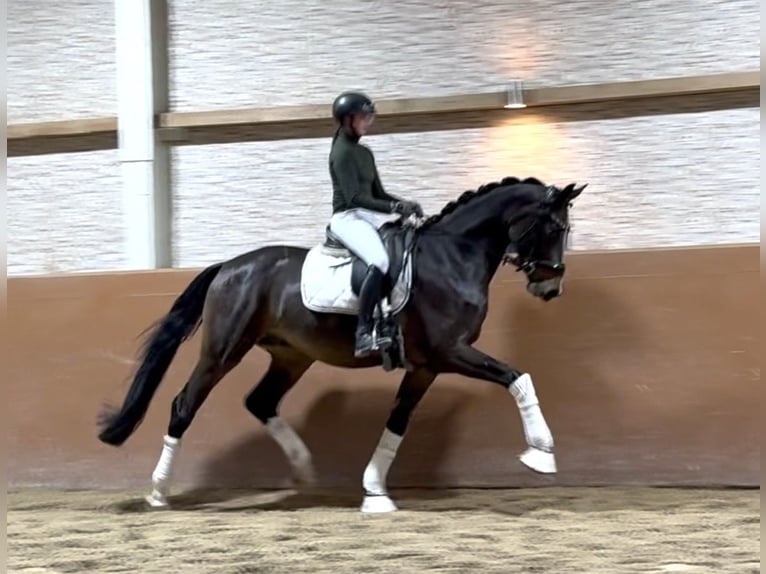 Hannoveraner Wallach 5 Jahre 171 cm Schwarzbrauner in Wehringen