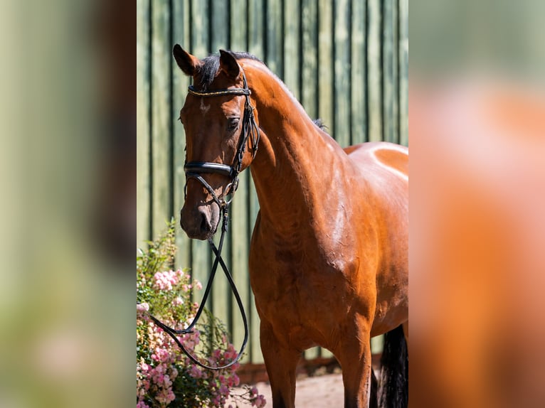 Hannoveraner Wallach 5 Jahre 172 cm Brauner in Bötersen