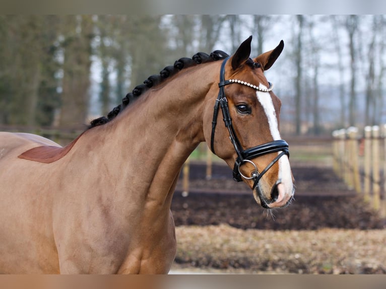 Hannoveraner Wallach 5 Jahre 172 cm Brauner in Lienen