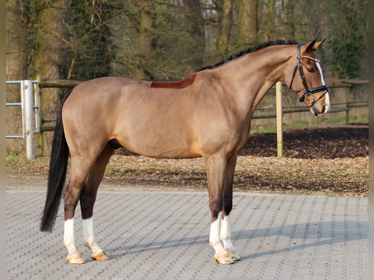 Hannoveraner Wallach 5 Jahre 172 cm Brauner in Lienen