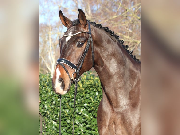 Hannoveraner Wallach 5 Jahre 172 cm Brauner in Selsingen