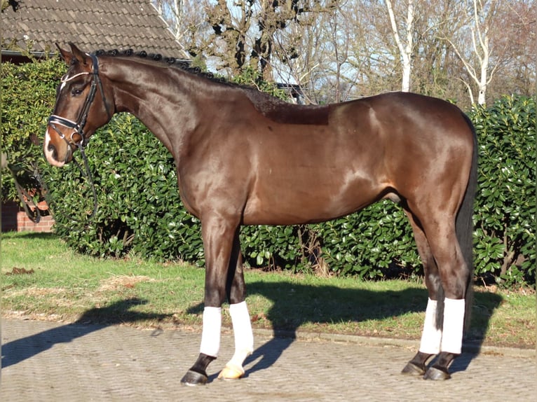 Hannoveraner Wallach 5 Jahre 172 cm Brauner in Selsingen