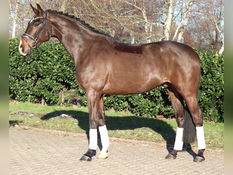 Hannoveraner Wallach 5 Jahre 172 cm Brauner in Selsingen