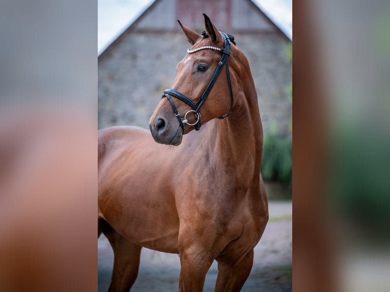 Hannoveraner Wallach 5 Jahre 172 cm Brauner in Bramsche