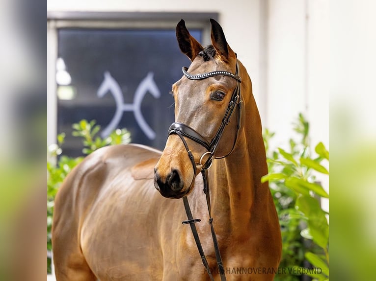 Hannoveraner Wallach 5 Jahre 172 cm Brauner in Verden