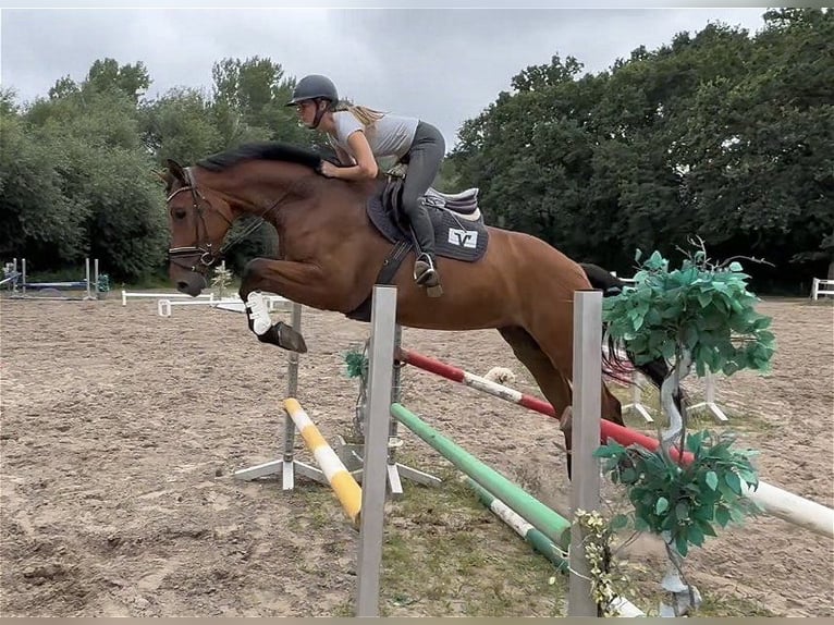 Hannoveraner Wallach 5 Jahre 172 cm Brauner in Verden (Aller)
