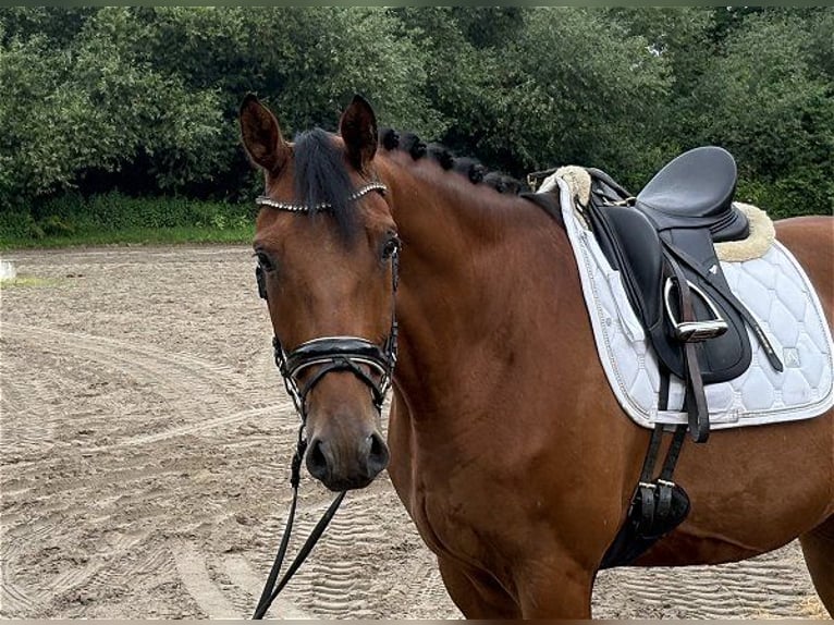 Hannoveraner Wallach 5 Jahre 172 cm Brauner in Verden (Aller)