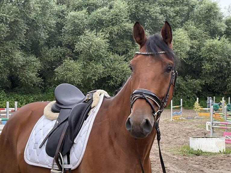 Hannoveraner Wallach 5 Jahre 172 cm Brauner in Verden (Aller)