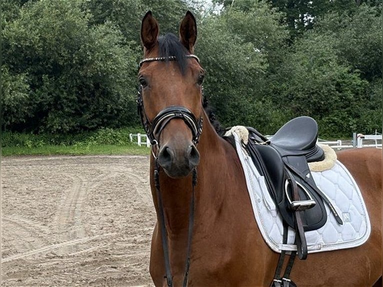 Hannoveraner Wallach 5 Jahre 172 cm Brauner in Verden (Aller)