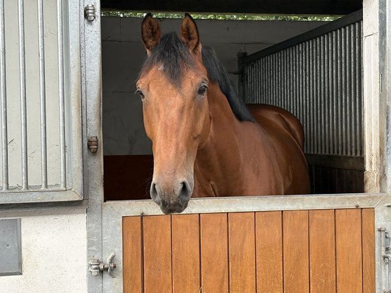 Hannoveraner Wallach 5 Jahre 172 cm Brauner in Verden (Aller)