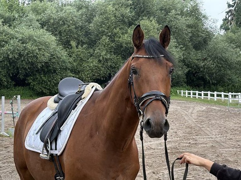Hannoveraner Wallach 5 Jahre 172 cm Brauner in Verden (Aller)