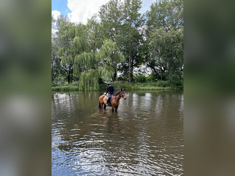 Hannoveraner Wallach 5 Jahre 172 cm Brauner in Vechelde