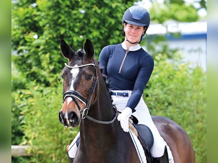 Hannoveraner Wallach 5 Jahre 172 cm Dunkelbrauner in Vechta