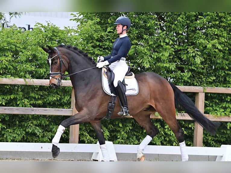 Hannoveraner Wallach 5 Jahre 172 cm Dunkelbrauner in Vechta