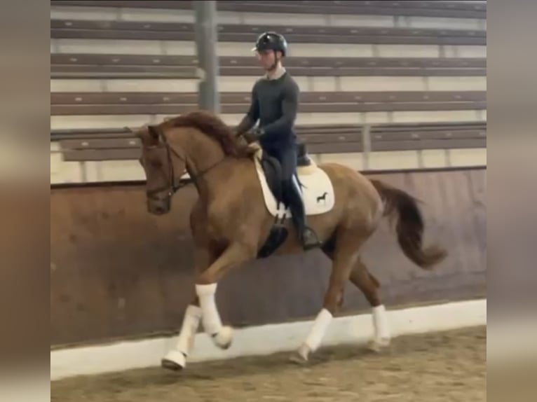 Hannoveraner Wallach 5 Jahre 172 cm Dunkelfuchs in Hamm