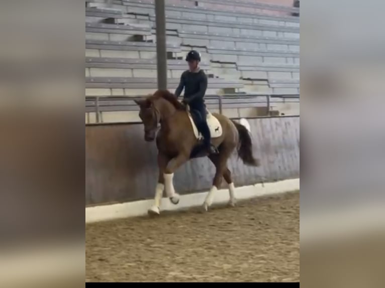 Hannoveraner Wallach 5 Jahre 172 cm Dunkelfuchs in Hamm