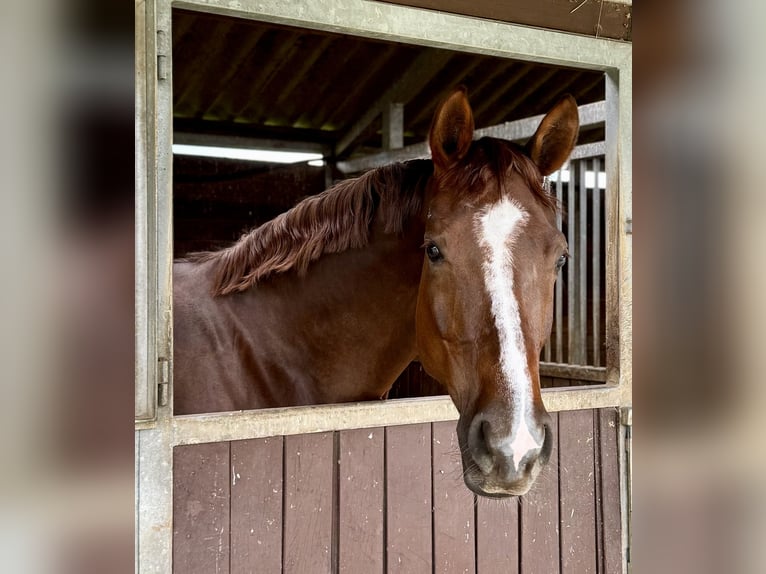 Hannoveraner Wallach 5 Jahre 172 cm Dunkelfuchs in Kassel