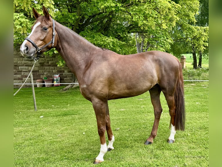 Hannoveraner Wallach 5 Jahre 172 cm Dunkelfuchs in Kassel