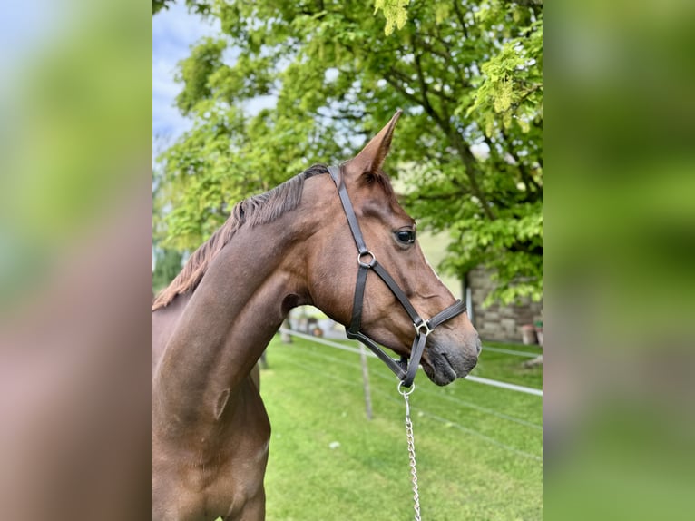 Hannoveraner Wallach 5 Jahre 172 cm Dunkelfuchs in Kassel