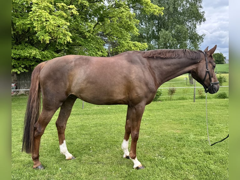 Hannoveraner Wallach 5 Jahre 172 cm Dunkelfuchs in Kassel