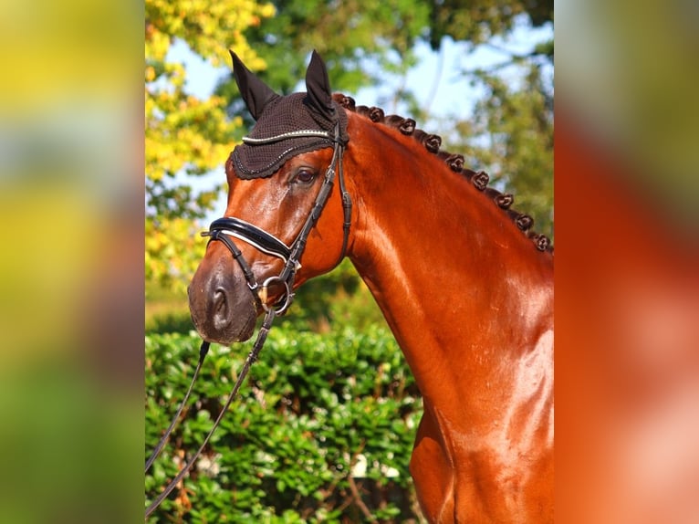 Hannoveraner Wallach 5 Jahre 172 cm Dunkelfuchs in Selsingen