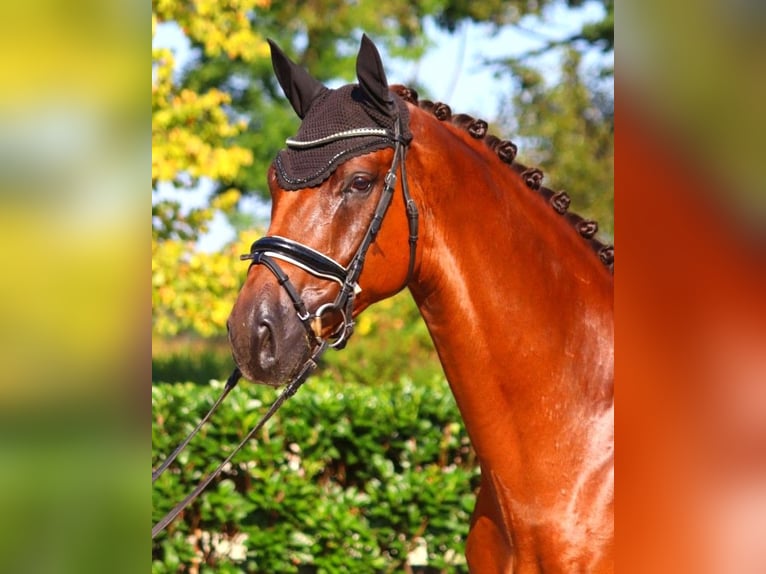 Hannoveraner Wallach 5 Jahre 172 cm Dunkelfuchs in Selsingen