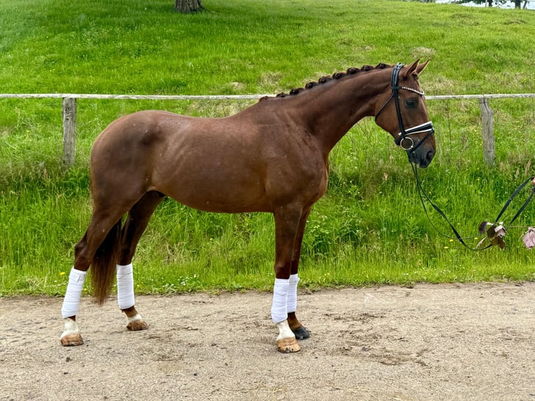 Hannoveraner Wallach 5 Jahre 172 cm Dunkelfuchs in Schierensee