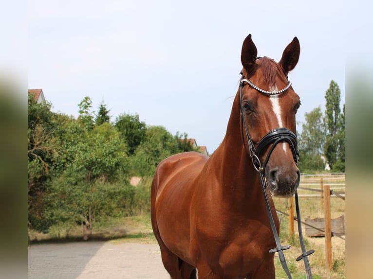 Hannoveraner Wallach 5 Jahre 172 cm Fuchs in Langelsheim