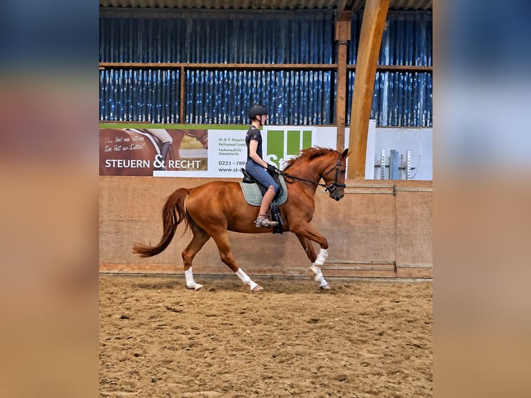 Hannoveraner Wallach 5 Jahre 172 cm Fuchs in Krefeld