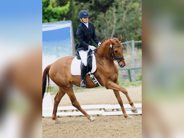 Hannoveraner Wallach 5 Jahre 172 cm Fuchs in Lalendorf Wattmannshagen
