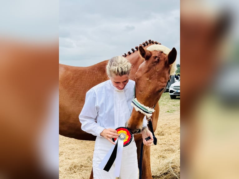 Hannoveraner Wallach 5 Jahre 172 cm Fuchs in Lalendorf Wattmannshagen