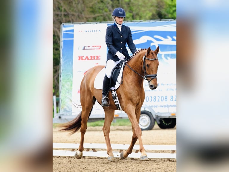 Hannoveraner Wallach 5 Jahre 172 cm Fuchs in Lalendorf Wattmannshagen