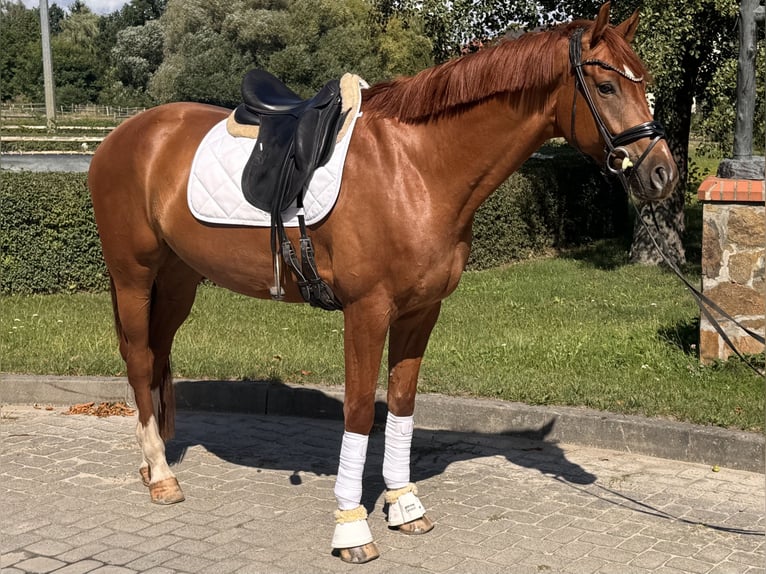 Hannoveraner Wallach 5 Jahre 172 cm Fuchs in Taucha