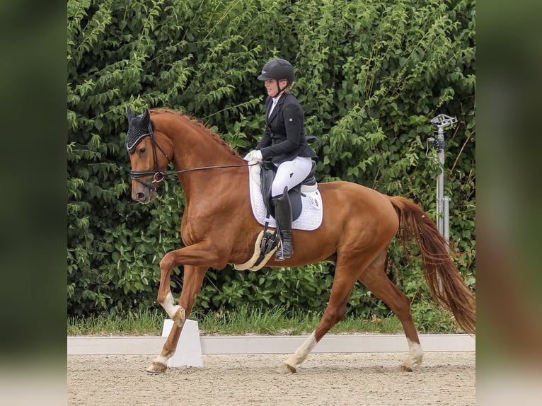 Hannoveraner Wallach 5 Jahre 172 cm Fuchs in Taucha