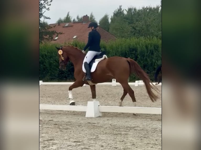 Hannoveraner Wallach 5 Jahre 172 cm Fuchs in Taucha