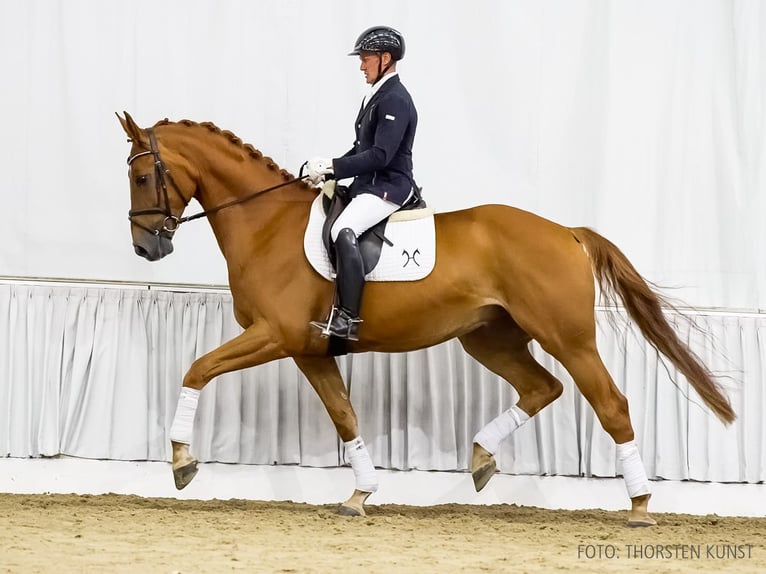 Hannoveraner Wallach 5 Jahre 172 cm Fuchs in Verden