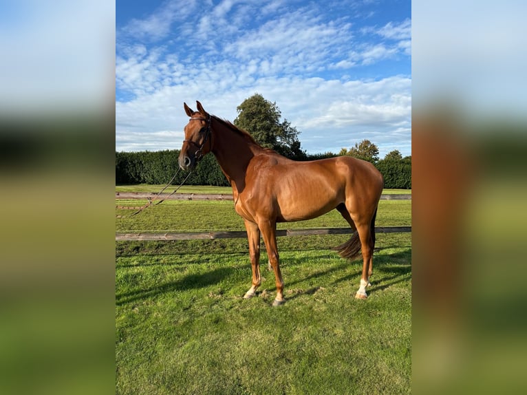 Hannoveraner Wallach 5 Jahre 172 cm Fuchs in Rhade