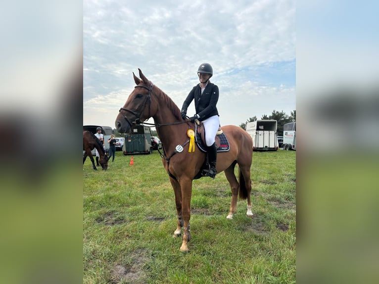 Hannoveraner Wallach 5 Jahre 172 cm Fuchs in Rhade