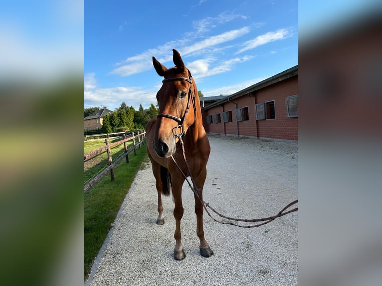 Hannoveraner Wallach 5 Jahre 172 cm Fuchs in Rhade