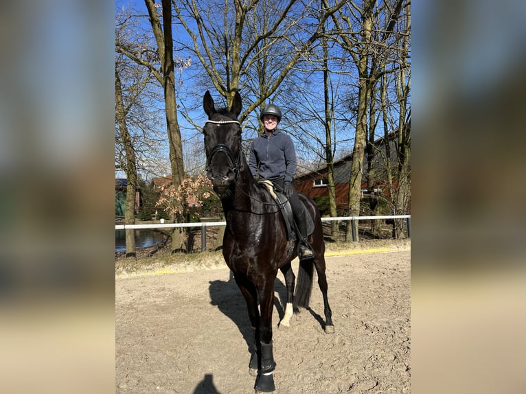 Hannoveraner Wallach 5 Jahre 172 cm Rappe in Bad Oeynhausen