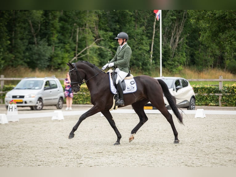 Hannoveraner Wallach 5 Jahre 172 cm Rappe in Emlichheim