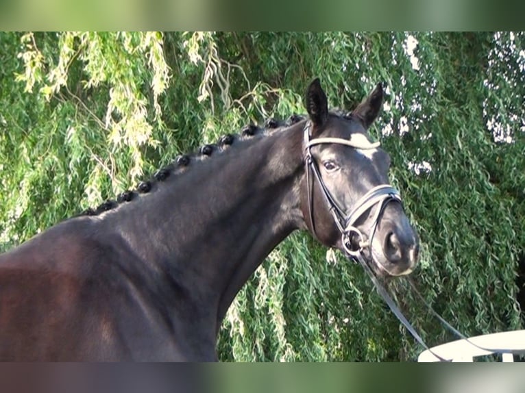 Hannoveraner Wallach 5 Jahre 172 cm Rappe in Linau