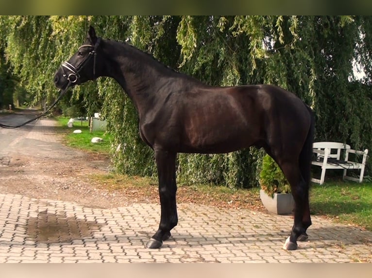 Hannoveraner Wallach 5 Jahre 172 cm Rappe in Linau