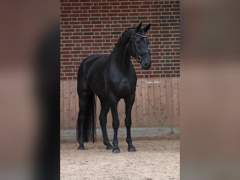 Hannoveraner Wallach 5 Jahre 172 cm Rappe in Goch