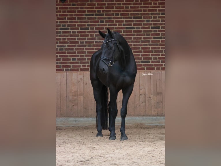 Hannoveraner Wallach 5 Jahre 172 cm Rappe in Goch