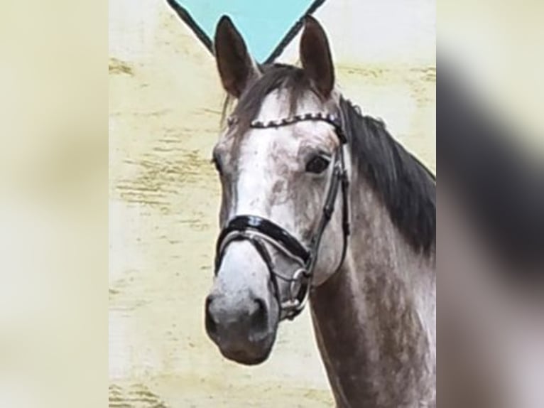 Hannoveraner Wallach 5 Jahre 172 cm Schimmel in Braunschweig