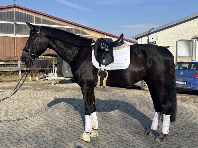 Hannoveraner Wallach 5 Jahre 172 cm Schwarzbrauner in Seesen